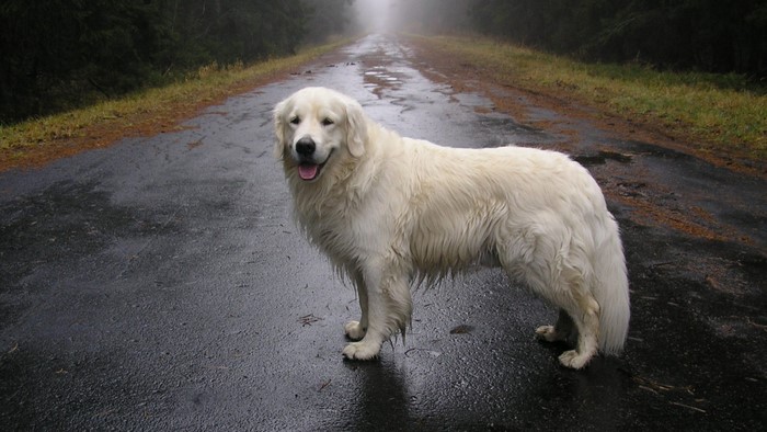 Wet Great Pyrenees dog on a wet road