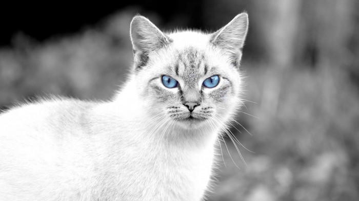 Close-up of a white cat with striking blue eyes