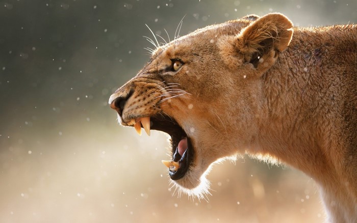 Close up of a lioness roaring with sharp teeth visible
