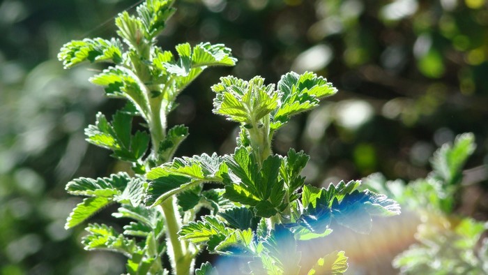 Green leaves of a plant with sunlight