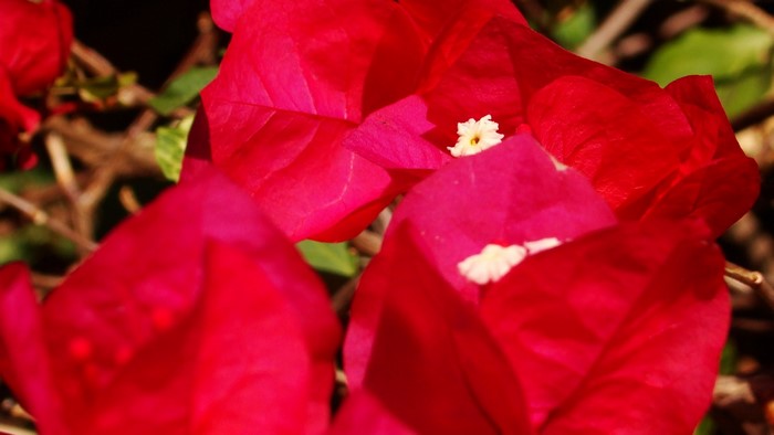 Close-up of vibrant red bougainvillea flowers with white centers