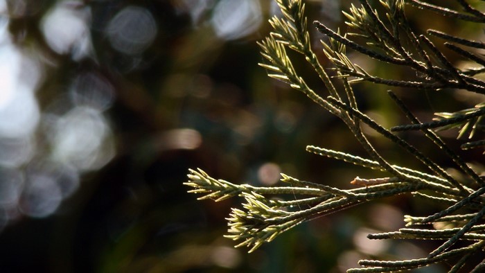 Close up of a pine branch with sunlight