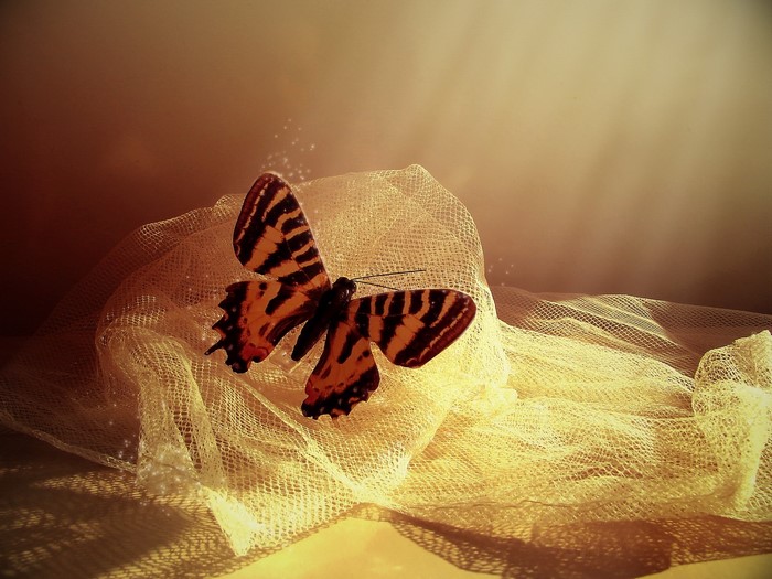 Butterfly on yellow netting with light and shadow