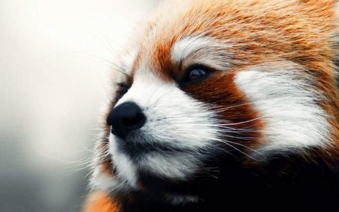 Close up of a red panda's face