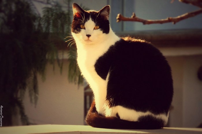 Black and white cat sitting outdoors