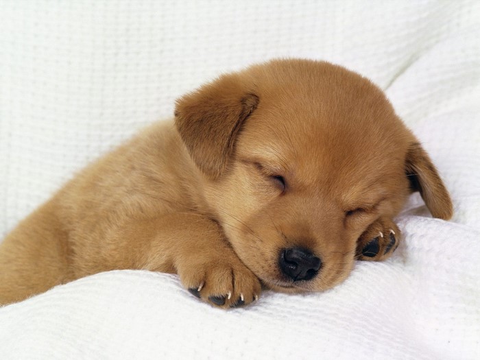Sleeping puppy on a white blanket