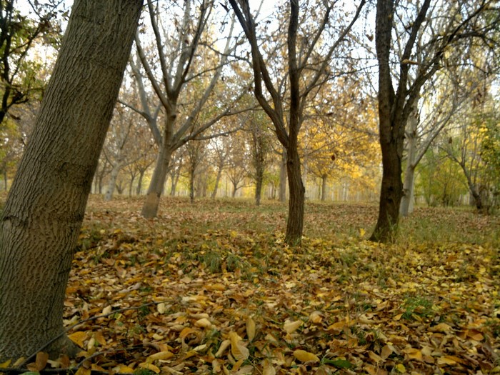 Autumn forest with fallen leaves and trees