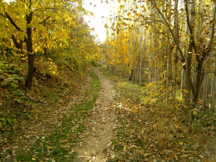 Autumn path through a forest with yellow leaves