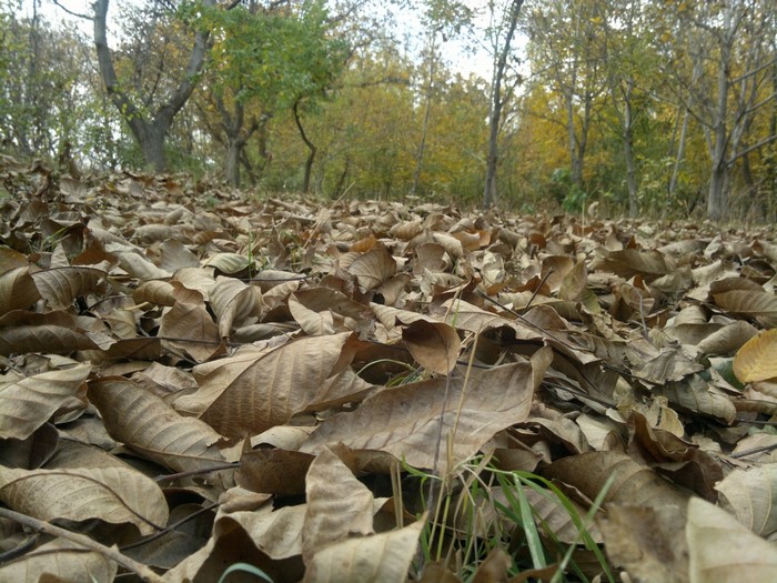 Forest floor covered in fallen autumn leaves
