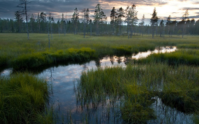 Swampy forest landscape with calm water reflections