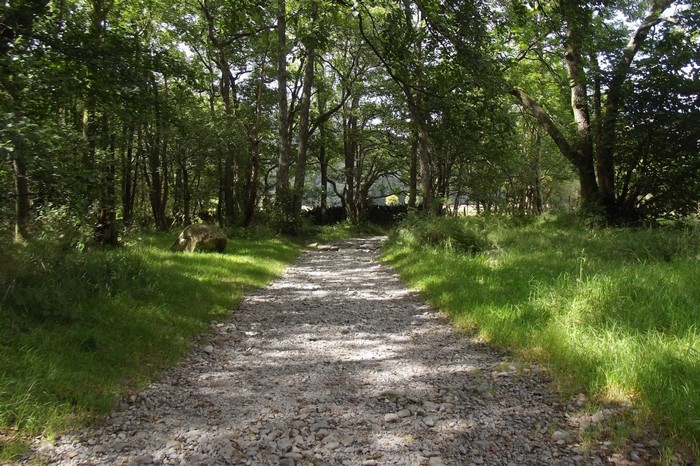 Gravel path through a sun-dappled forest