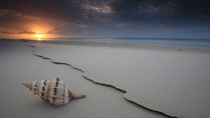 Seashell on a sandy beach at sunset