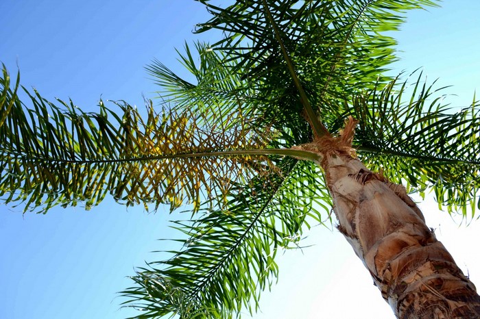 Palm tree against a clear blue sky