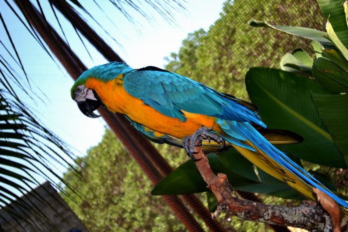 Vibrant Blue and Yellow Macaw on Branch