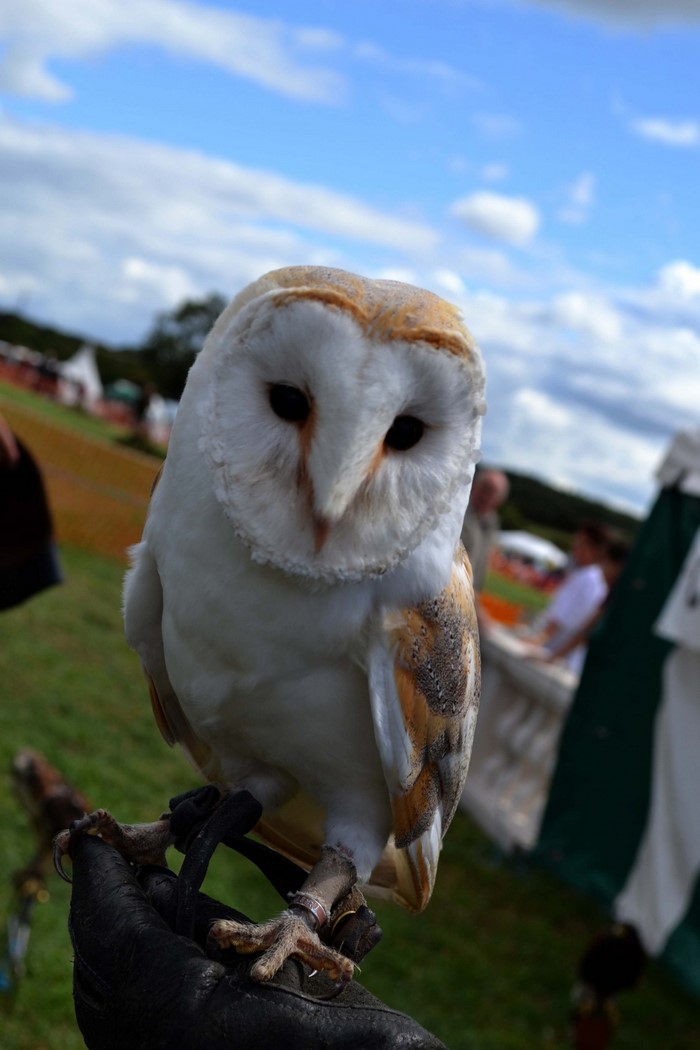 Barn owl perched on a gloved hand outdoors