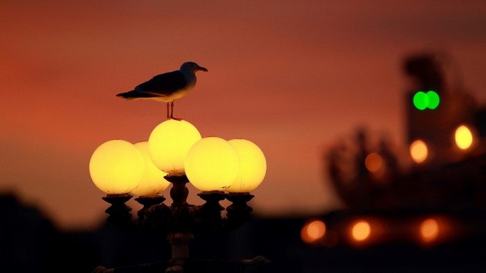 Seagull on a street light at sunset