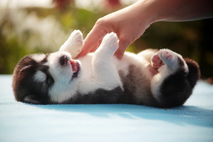 Playful Siberian Husky Puppy on Back