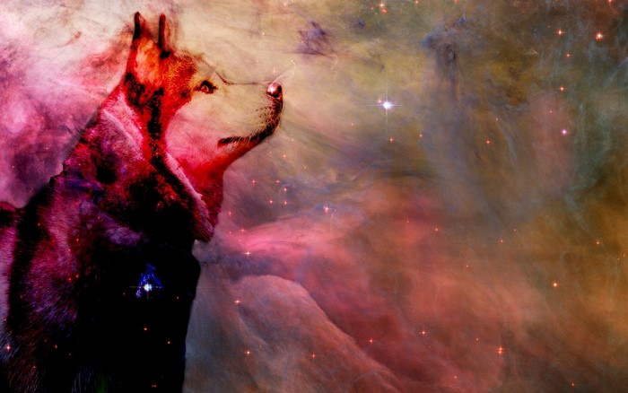 Siberian Husky in a colorful nebula