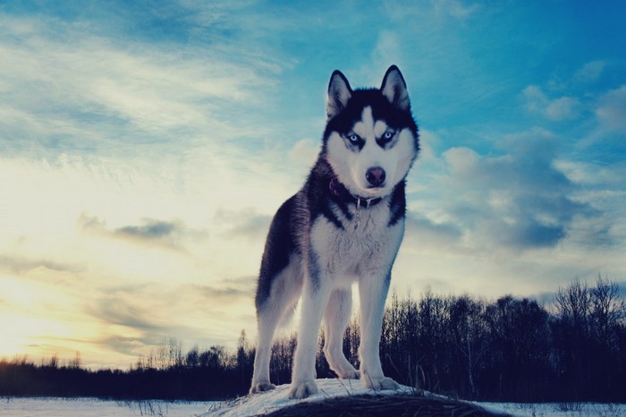 Siberian Husky standing on a snowy mound