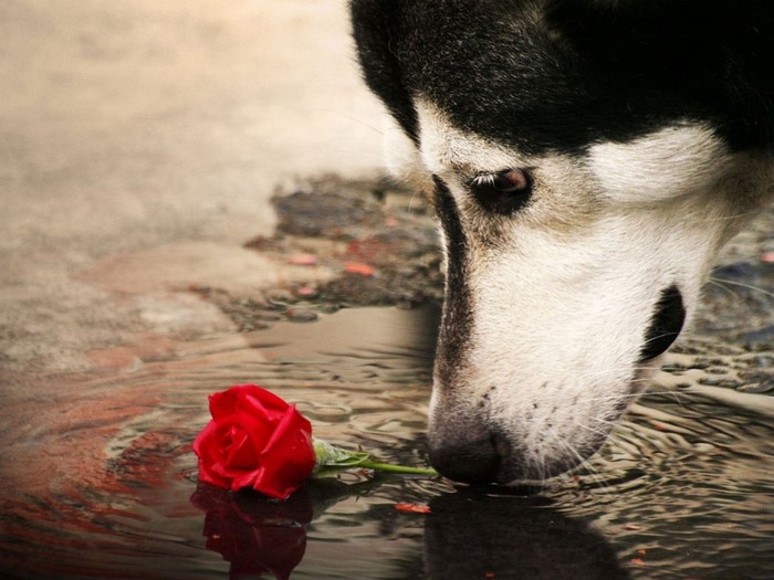 Husky dog with a red rose in water