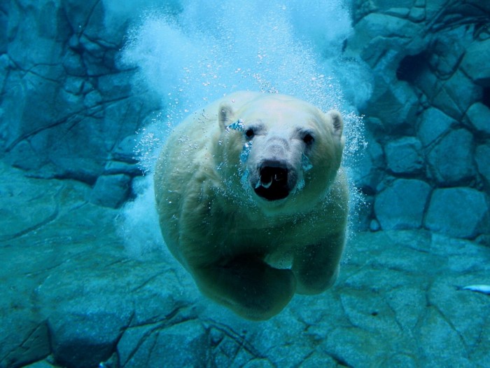 Polar bear swimming underwater in rocky enclosure