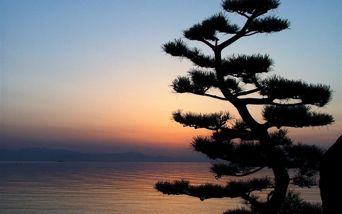 Silhouette of a pine tree against a sunset sky over the ocean