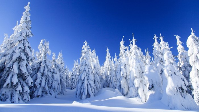 Snow-covered evergreen trees under a clear blue sky