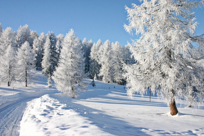 Snow-covered trees on a sunny winter day