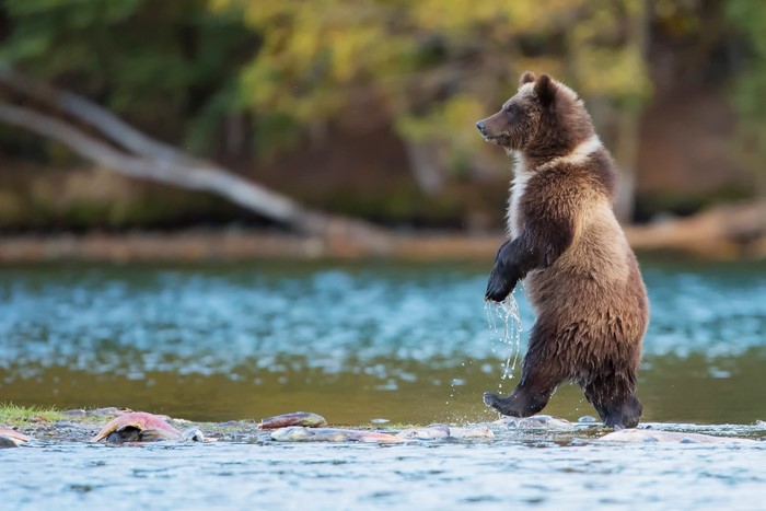 Grizzly bear cub standing in a river with salmon