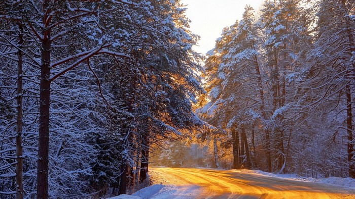 Sunlight on a snowy forest road