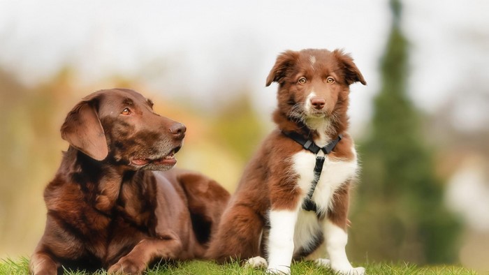 Two Brown Dogs Relaxing on Green Grass