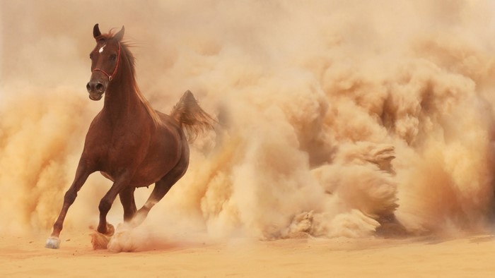 Galloping Horse Stirring Up Sandstorm