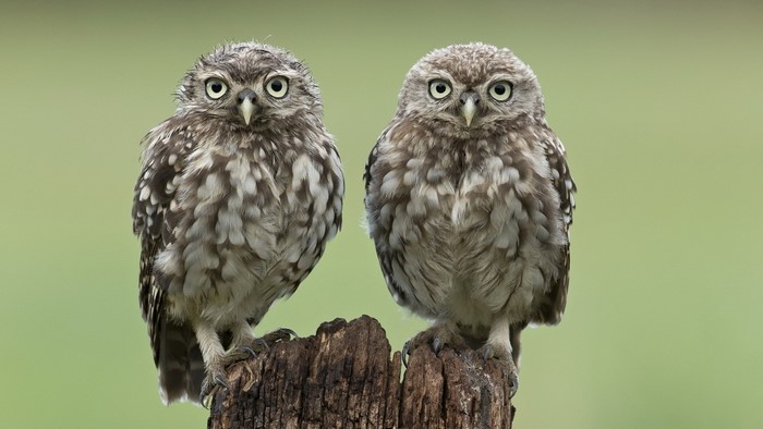 Two Small Owls Perched on Tree Stump