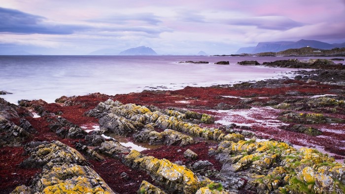 Rocky coast with red seaweed and mountains at sunset