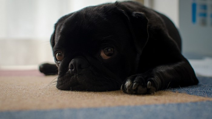 Black pug dog lying on a carpet