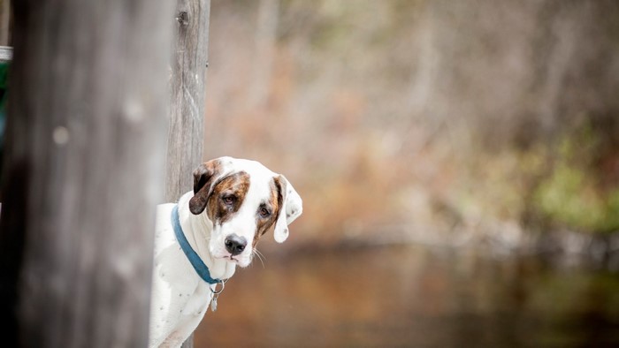 Dog peeking from behind a wooden post