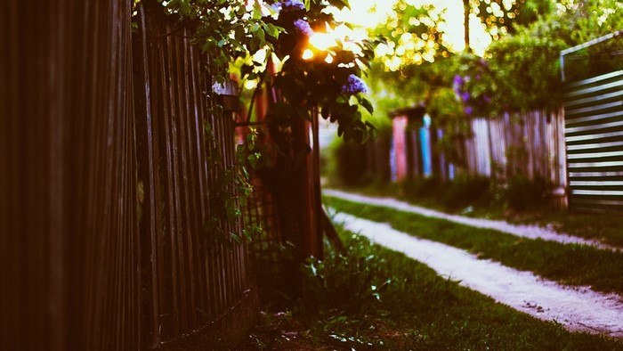 Sunlight filtering through leaves over a dirt path and fence