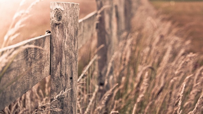 Wooden fence in tall dry grass