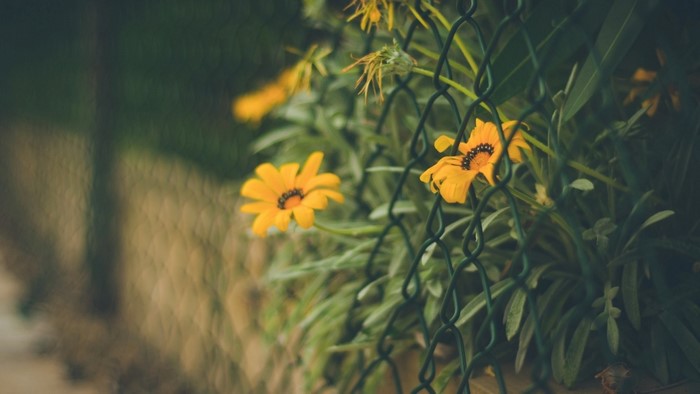 Yellow flowers behind a green fence