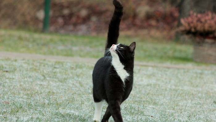 Black and white cat looking up in a grassy yard