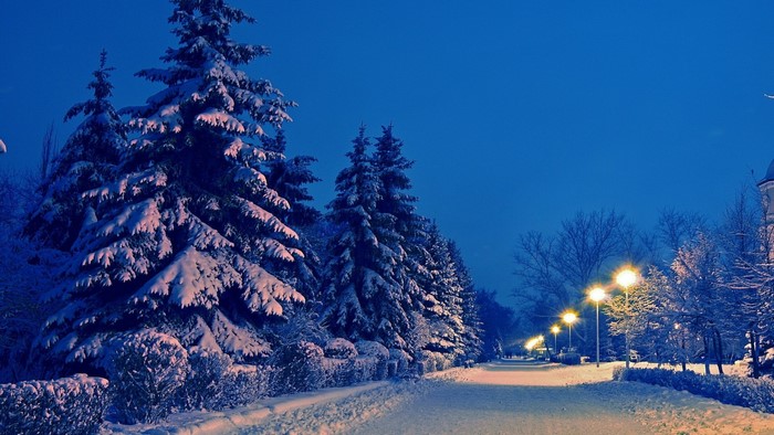 Snowy park path with streetlights and fir trees