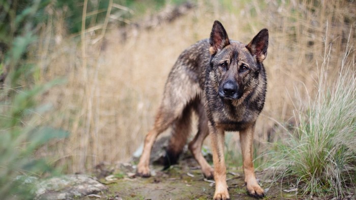 German Shepherd dog standing in dry grass