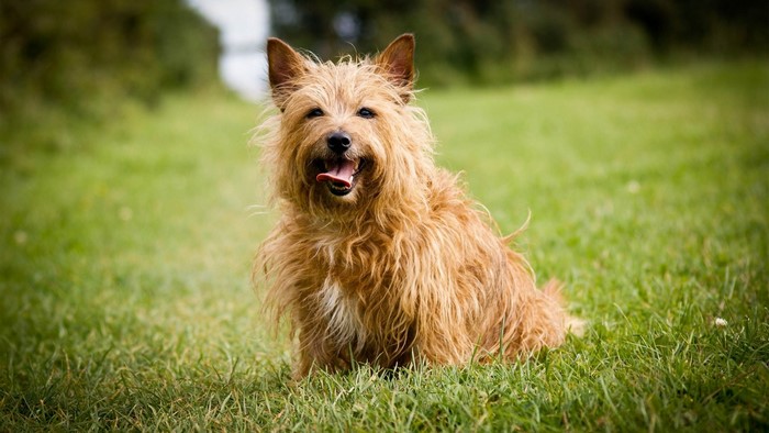 Brown terrier dog sitting on green grass
