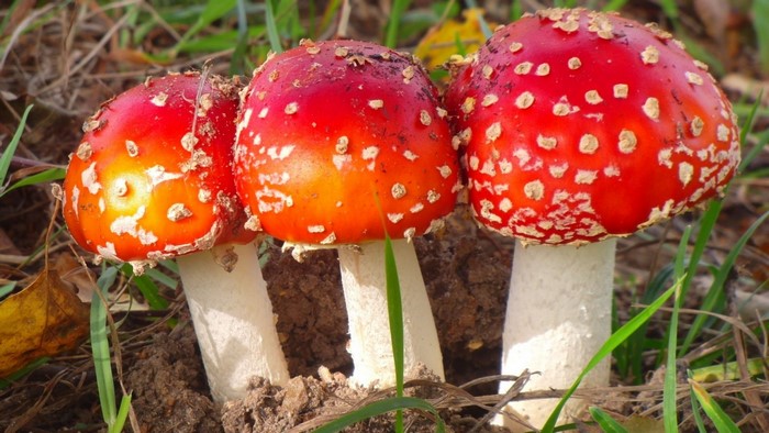 Three red and white spotted mushrooms in grass