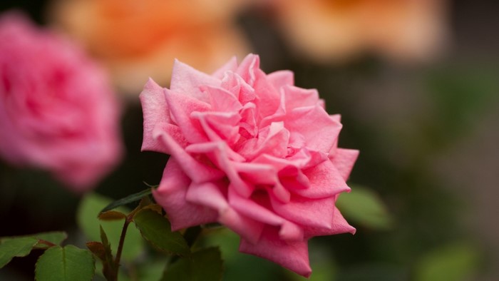 Close up of a pink rose in a garden
