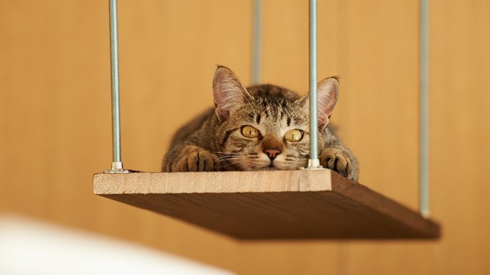 Tabby cat resting on a wooden swing