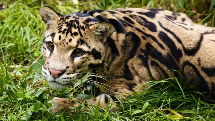 Clouded leopard lying in green grass