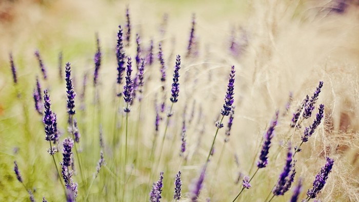 Close up of purple lavender flowers in a field