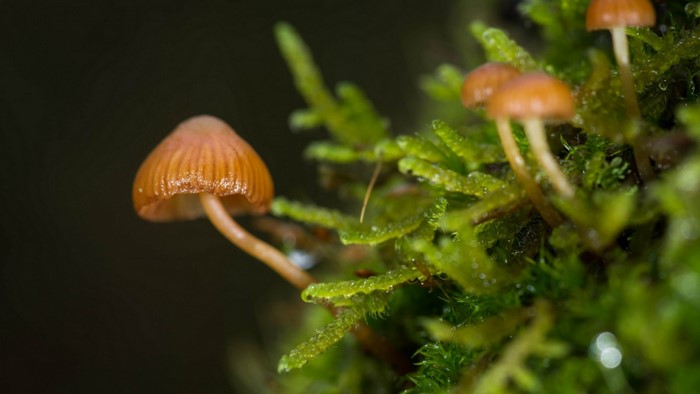 Tiny mushrooms growing on moss with dew drops
