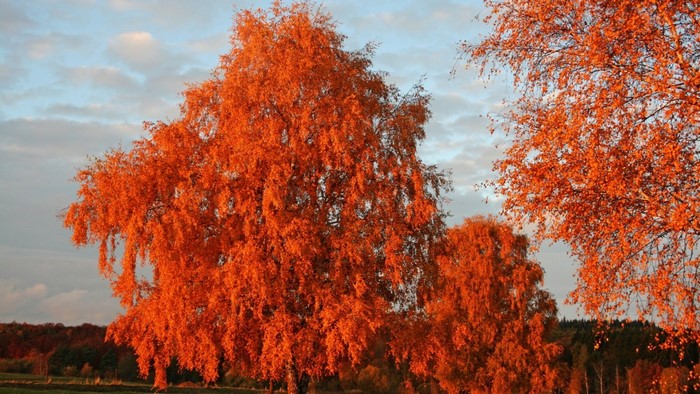 Autumn trees with orange leaves against a cloudy sky